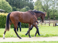 HC240925-61 - Rousham